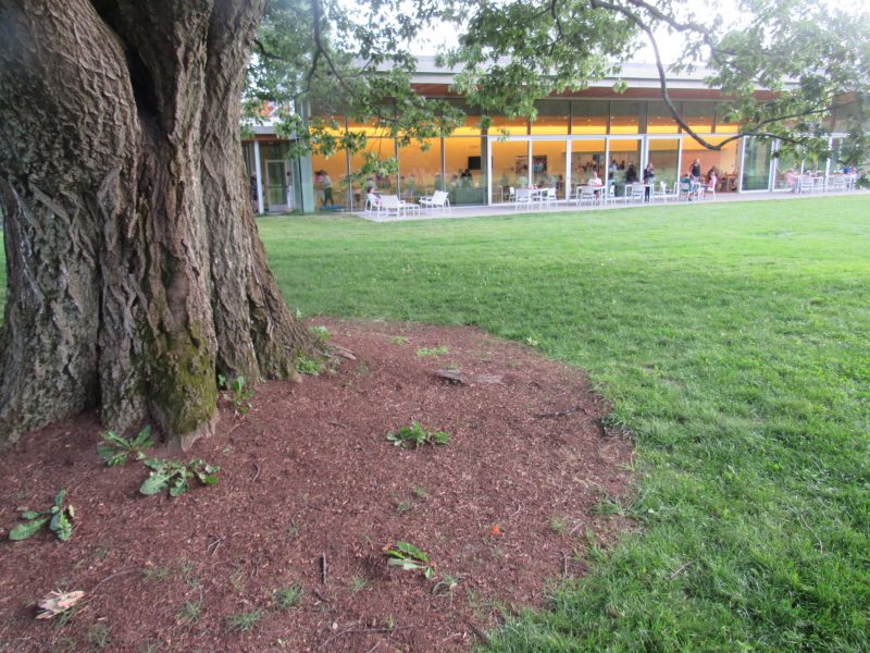 Ozawa Hall environs during Milos classical guitar concert at Tanglewood; Dave Conlin Read photos.