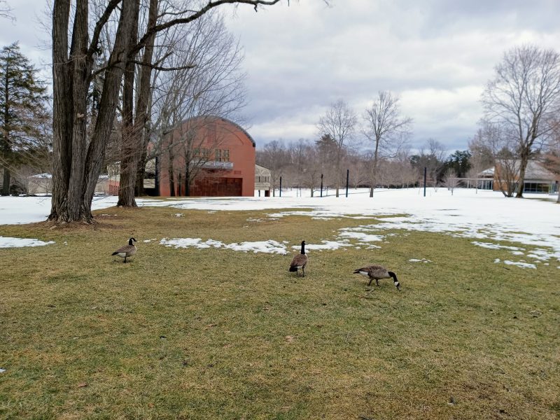 Canada geese near Ozawa Hall, at Tanglewood in the Berkshires.